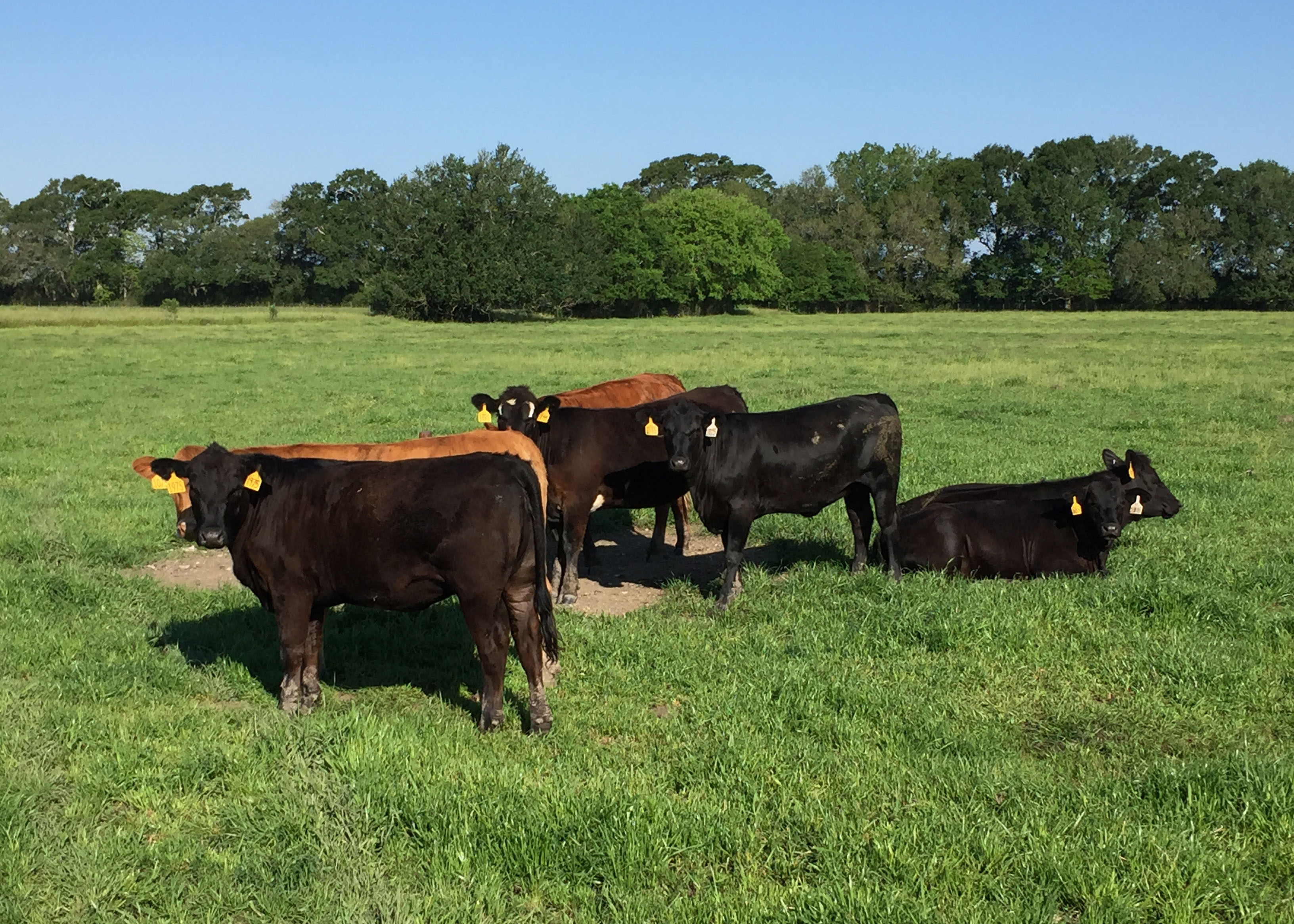 Energy Supplementation of Replacement Beef Heifers on Nelson Annual Ryegrass